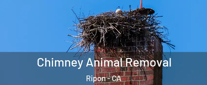  Chimney Animal Removal Ripon - CA