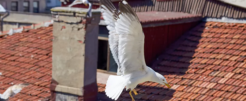 Residential Chimney Animal Removal Solution in Ripon, CA